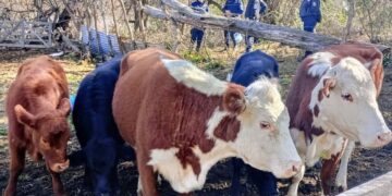 Cortaderas: la Policía recuperó cinco animales vacunos en el marco de una causa de abigeato