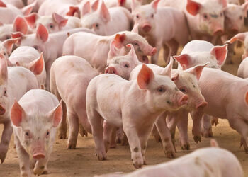 Reportan siete casos sospechosos de triquinosis en Concarán