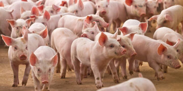 Reportan siete casos sospechosos de triquinosis en Concarán