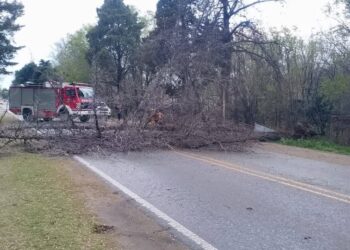 En Merlo la lluvía y el viento dejó árboles caídos
