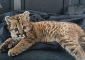 Una cachorrita de puma fue rescatada en Fraga