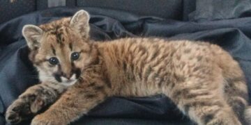 Una cachorrita de puma fue rescatada en Fraga