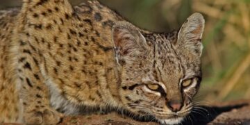 Increíble registro de un gato montés en la localidad de Luján