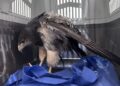 Rescataron un águila mora en Villa de Merlo