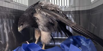 Rescataron un águila mora en Villa de Merlo