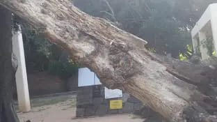 Cayó un árbol en el Solar Histórico de San Francisco
