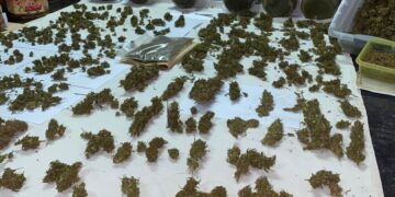 Anularon un centro de venta y distribución de drogas, se inautó marihuana valuada en más de 13 millones de pesos