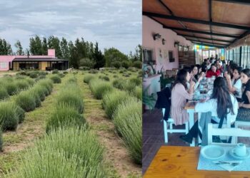 Invitan a participar de la 2° Fiesta de la Lavanda en Nogolí