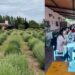 Invitan a participar de la 2° Fiesta de la Lavanda en Nogolí