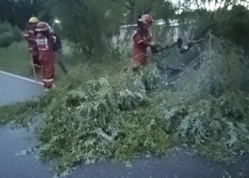 Caída de árbol sobre la ruta en el camino de Valle de Pancanta