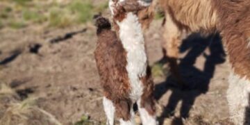Nació una teke en la Reserva Florofaunística de La Florida