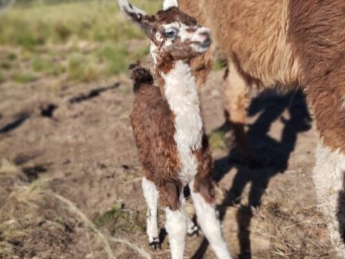 Nació una teke en la Reserva Florofaunística de La Florida
