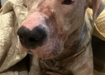 Quines: un perro sufrió graves heridas por pirotecnia y hubo fuerte repudio