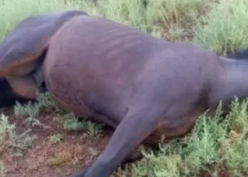 Tilisarao: un rayo mató a un caballo