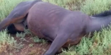 Tilisarao: un rayo mató a un caballo