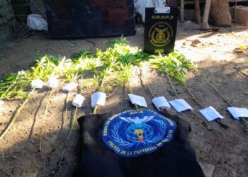 Santa Rosa del Conlara: la Policía incautó 11 plantas de marihuana en un domicilio