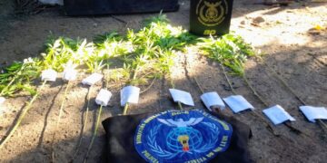 Santa Rosa del Conlara: la Policía incautó 11 plantas de marihuana en un domicilio