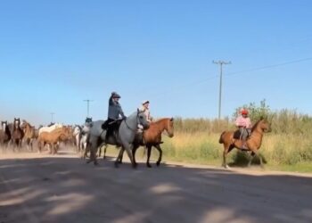 Arrearon a 133 caballos rescatados del maltrato