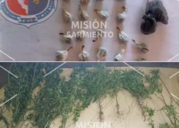 La Toma: la Policía incautó marihuana valuada en más de 100 mil pesos