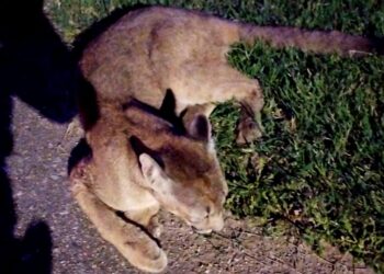 Rescatan a un puma herido sobre Ruta Nacional 9