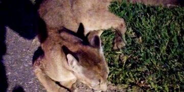 Rescatan a un puma herido sobre Ruta Nacional 9