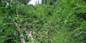 Tilisarao con cortes de luz por cables cortados por temporal