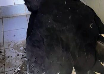 Lafinur: rescataron un cóndor andino en la ruta nacional 20