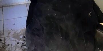 Lafinur: rescataron un cóndor andino en la ruta nacional 20