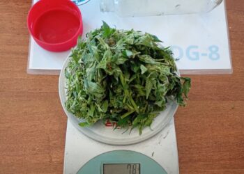 Secuestraron marihuana durante un control policial en el puesto limítrofe La Punilla