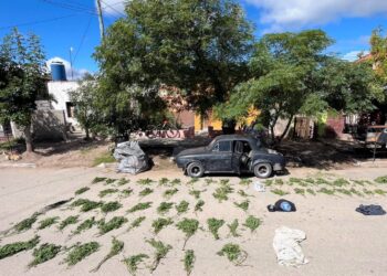 Tilisarao: la Policía incautó más de 60 ramas y ramilletes de marihuana