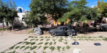 Tilisarao: la Policía incautó más de 60 ramas y ramilletes de marihuana