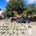 Tilisarao: la Policía incautó más de 60 ramas y ramilletes de marihuana