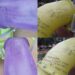 Quines: Vandalismo en juegos de la Plaza Lafinur