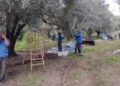 Realizaron una nueva cosecha de aceitunas en San Francisco del Monte de Oro