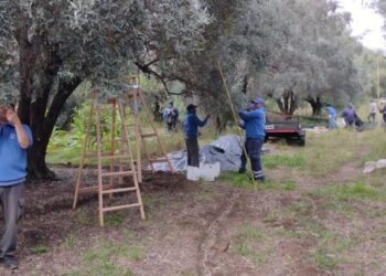 Realizaron una nueva cosecha de aceitunas en San Francisco del Monte de Oro
