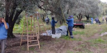 Realizaron una nueva cosecha de aceitunas en San Francisco del Monte de Oro