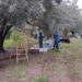 Realizaron una nueva cosecha de aceitunas en San Francisco del Monte de Oro