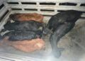 Arizona: detuvieron a un hombre por un caso de abigeato y recuperaron seis animales vacunos