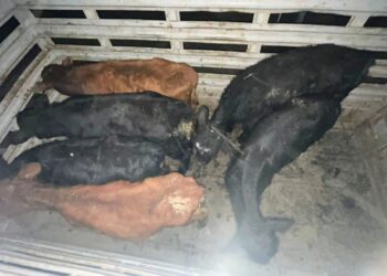 Arizona: detuvieron a un hombre por un caso de abigeato y recuperaron seis animales vacunos