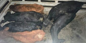 Arizona: detuvieron a un hombre por un caso de abigeato y recuperaron seis animales vacunos