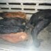 Arizona: detuvieron a un hombre por un caso de abigeato y recuperaron seis animales vacunos