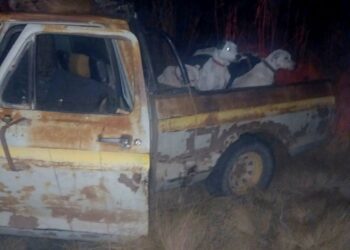Ruralidad Segura: infraccionaron a tres hombres por caza ilegal con jauría y decomisaron ejemplares de jabalí