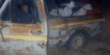 Ruralidad Segura: infraccionaron a tres hombres por caza ilegal con jauría y decomisaron ejemplares de jabalí